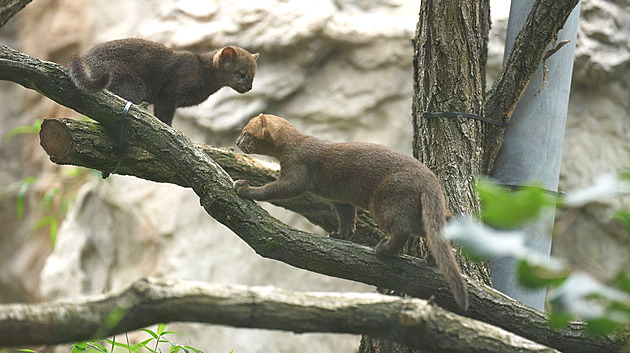 V Ostravě mají raritní mláďata. Jaguarundi se v zajetí rozmnožuje sporadicky
