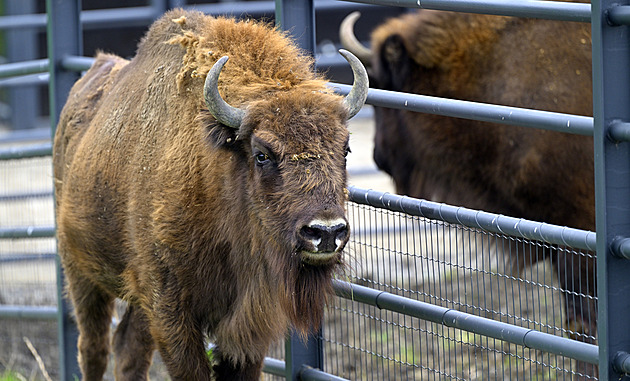 Zoo vypustila zubry do výběhu v Dolních Počernicích, pomohou obnově lesostepi