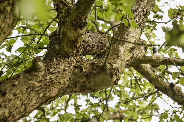 Je čas na podzimní řez jabloní. Podzimní péče má jasná pravidla