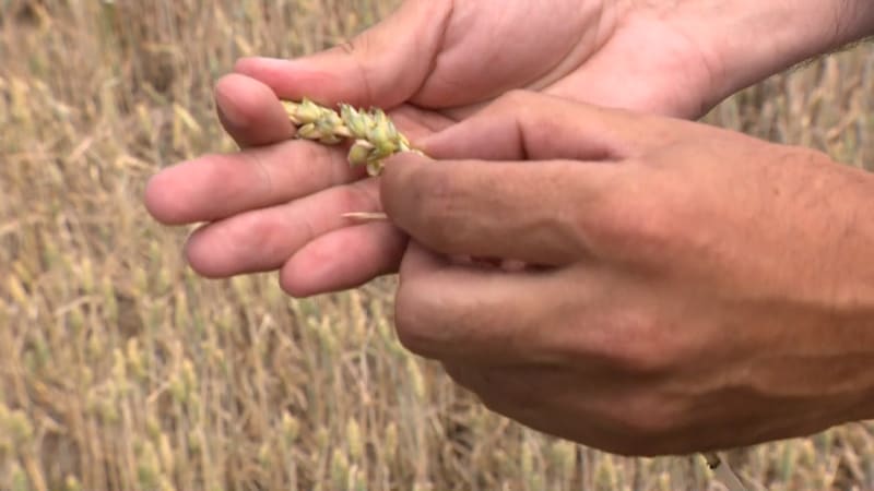 Brněnští vědci popsali komunikaci rostlin a bakterií. Objev může pomoci zemědělcům