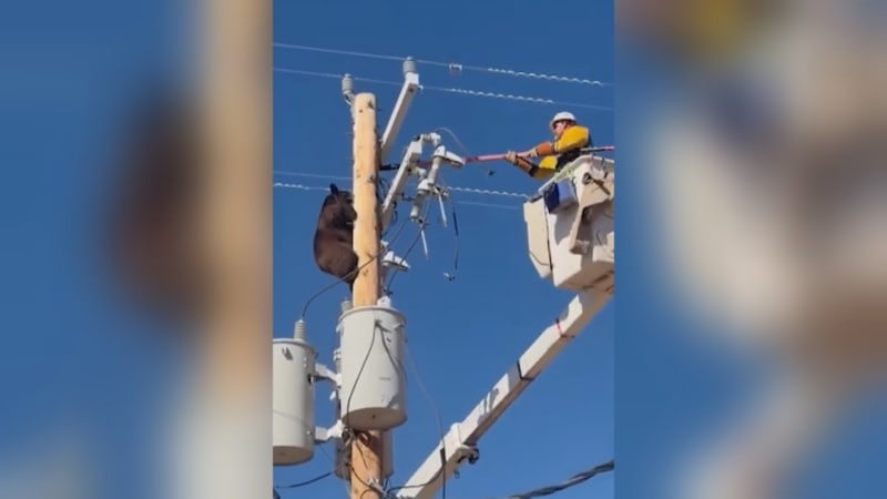 Medvídku, pojď dolů! Elektrikář v USA sundával šelmu ze sloupu vysokého napětí, ukazují záběry
