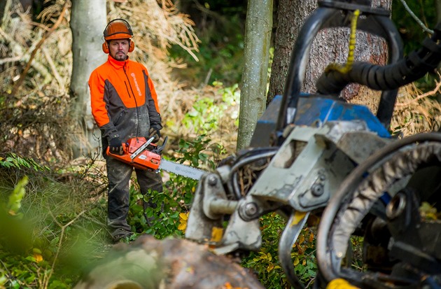 Zůstanou miliardy v lesích? Už se spekuluje o nástupci odvolaného ředitele