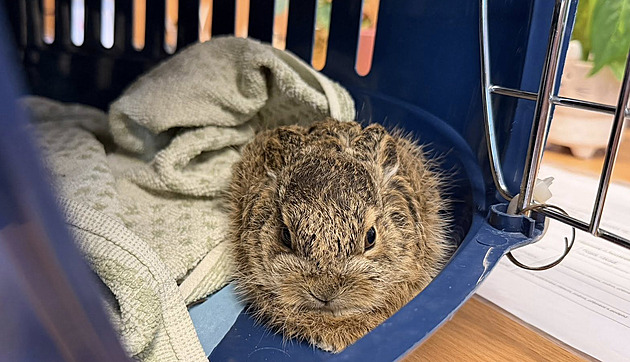 Místo plevelu dvě klubíčka. Pracovníky překvapili na kruháči právě narození zajíci