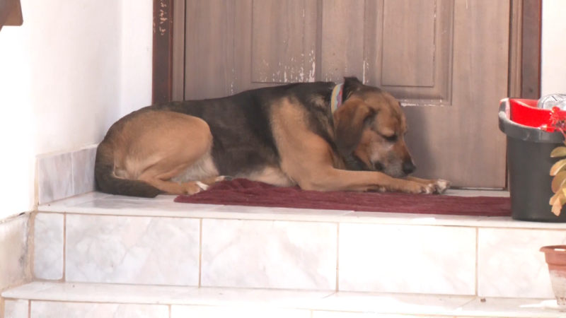 Brutální útok na psa v Nitře: Chlapec ho trefil prakem zblízka do oka. Majitelka mluví o lynči