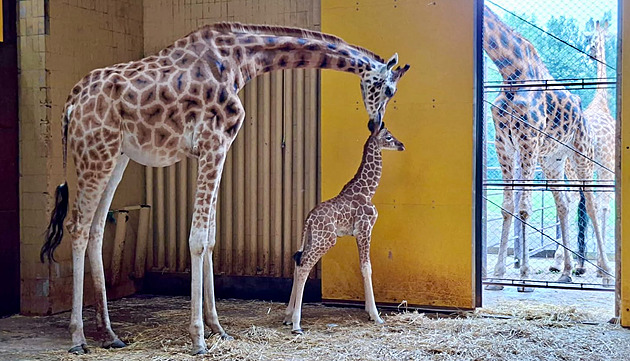 Anémie a zánět. Ostravská zoo musela utratit dvouměsíční žirafí mládě